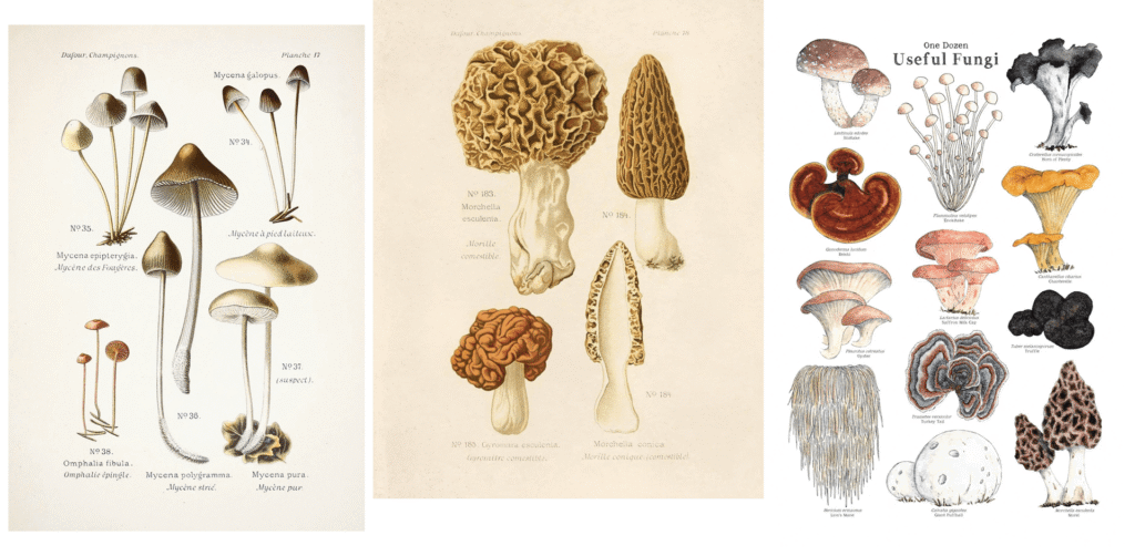 Vintage-style scientific illustration featuring primates and natural history references from an animal chart collection.